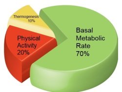 bmr calculator for weight loss basal metabolic rate chart