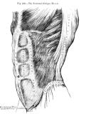 abdominal muscles