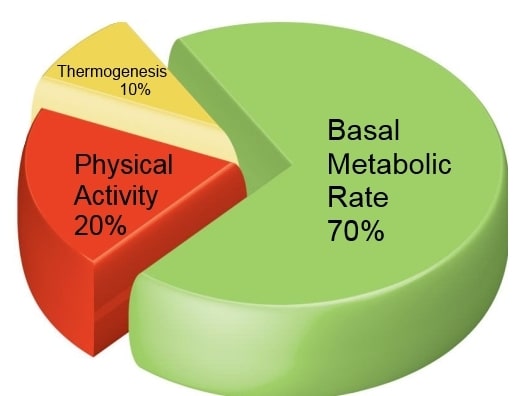 Resting Metabolic Rate Chart