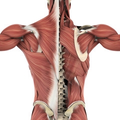 upper-back-muscles