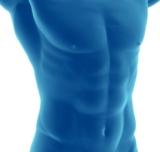 abdominal muscles