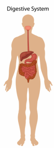 digestive system