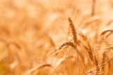 wheat field